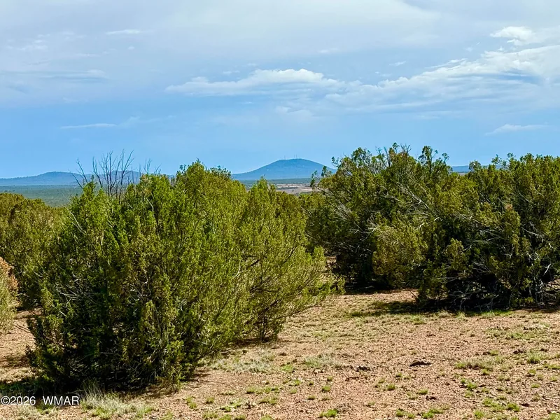 Mature junipers on the lot beside an open clearing with the outline of hills in the distance