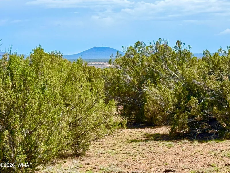 Junipers on the lot with a lone butte on the skyline